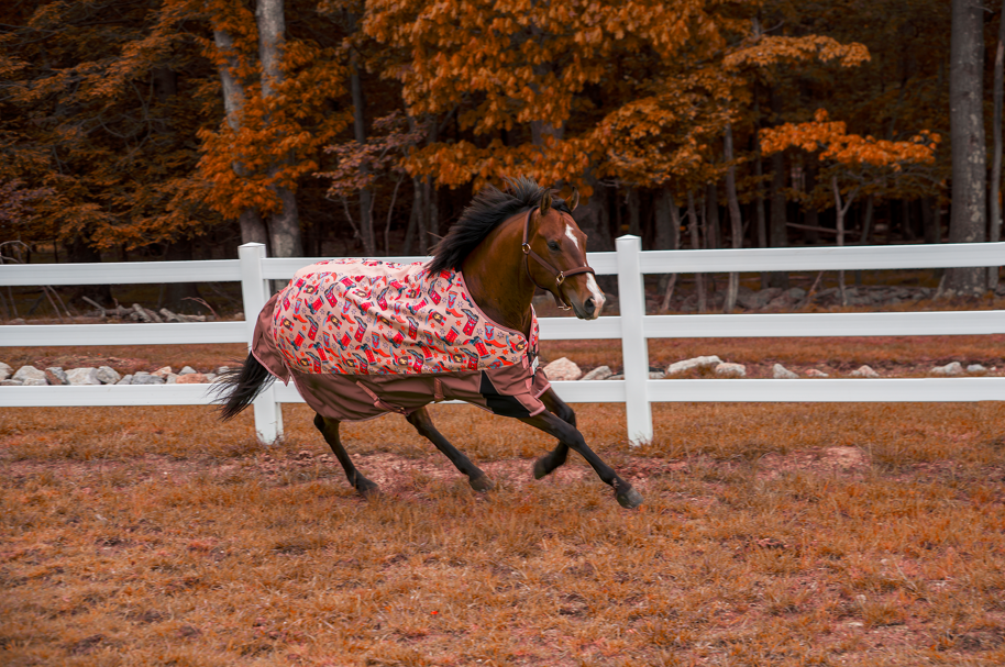 running in cowboy-themed horse blanket against orange fall leaves