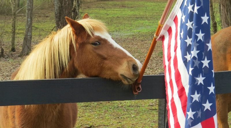 May the Fourth (and Your Horse) Be With You