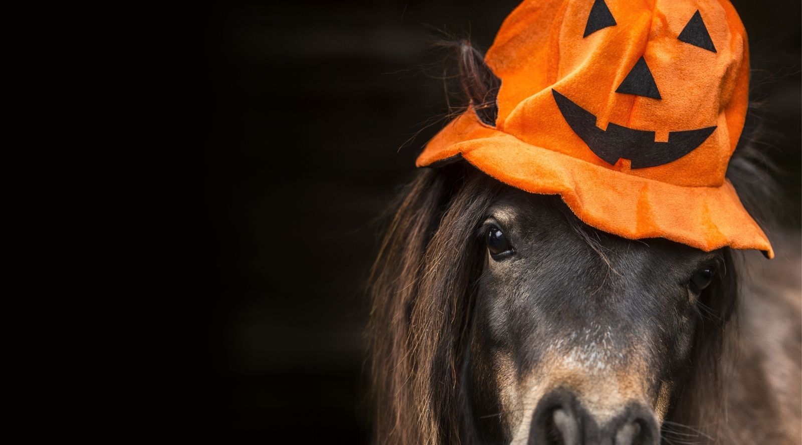 What Goes Bump In the Night- As Told by an Equestrian