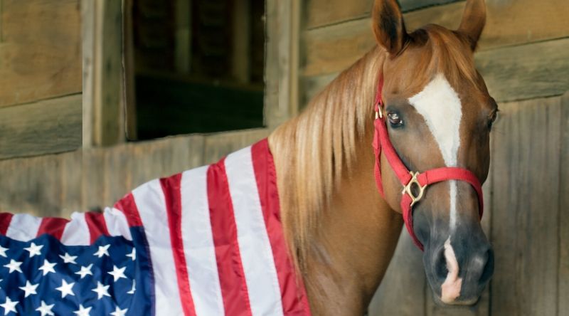 Memorial Day in the Equestrian World: Thank You