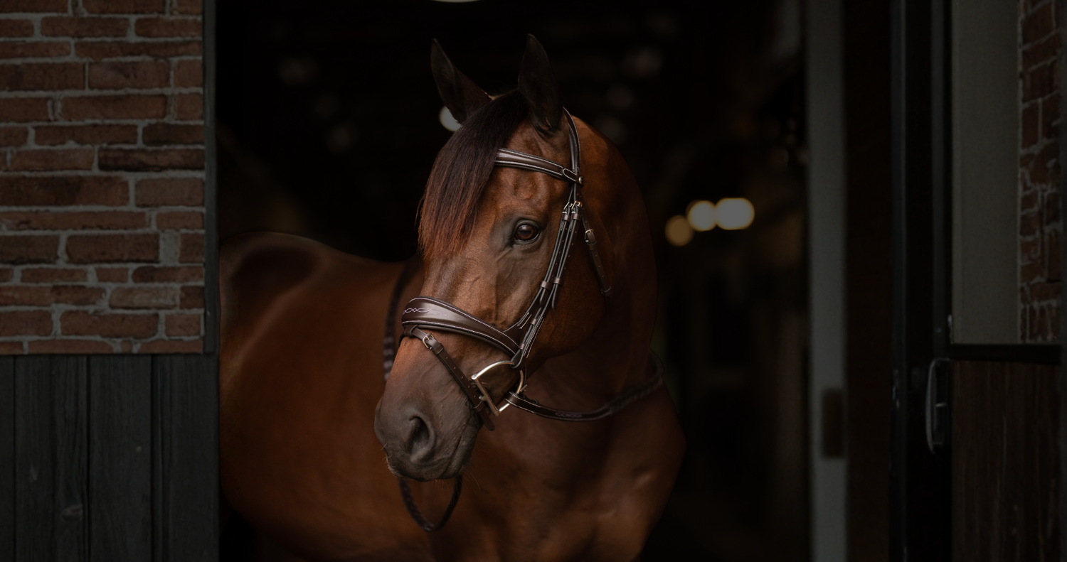 How to Choose the Right Bridle for Your Horse- Complete Guide for Every Rider