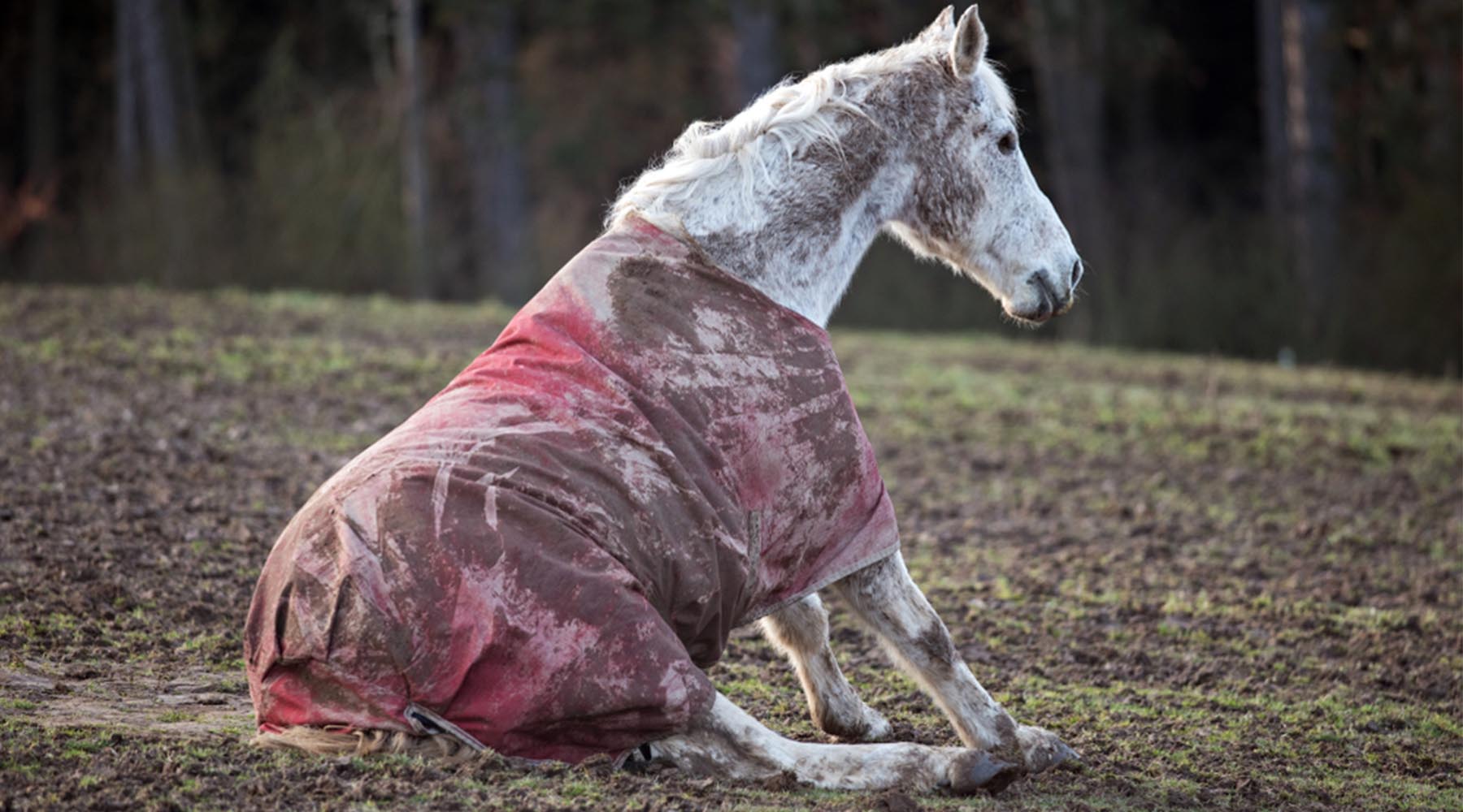 How To Clean Horse Tack, Equipment  and Grooming Supplies ?