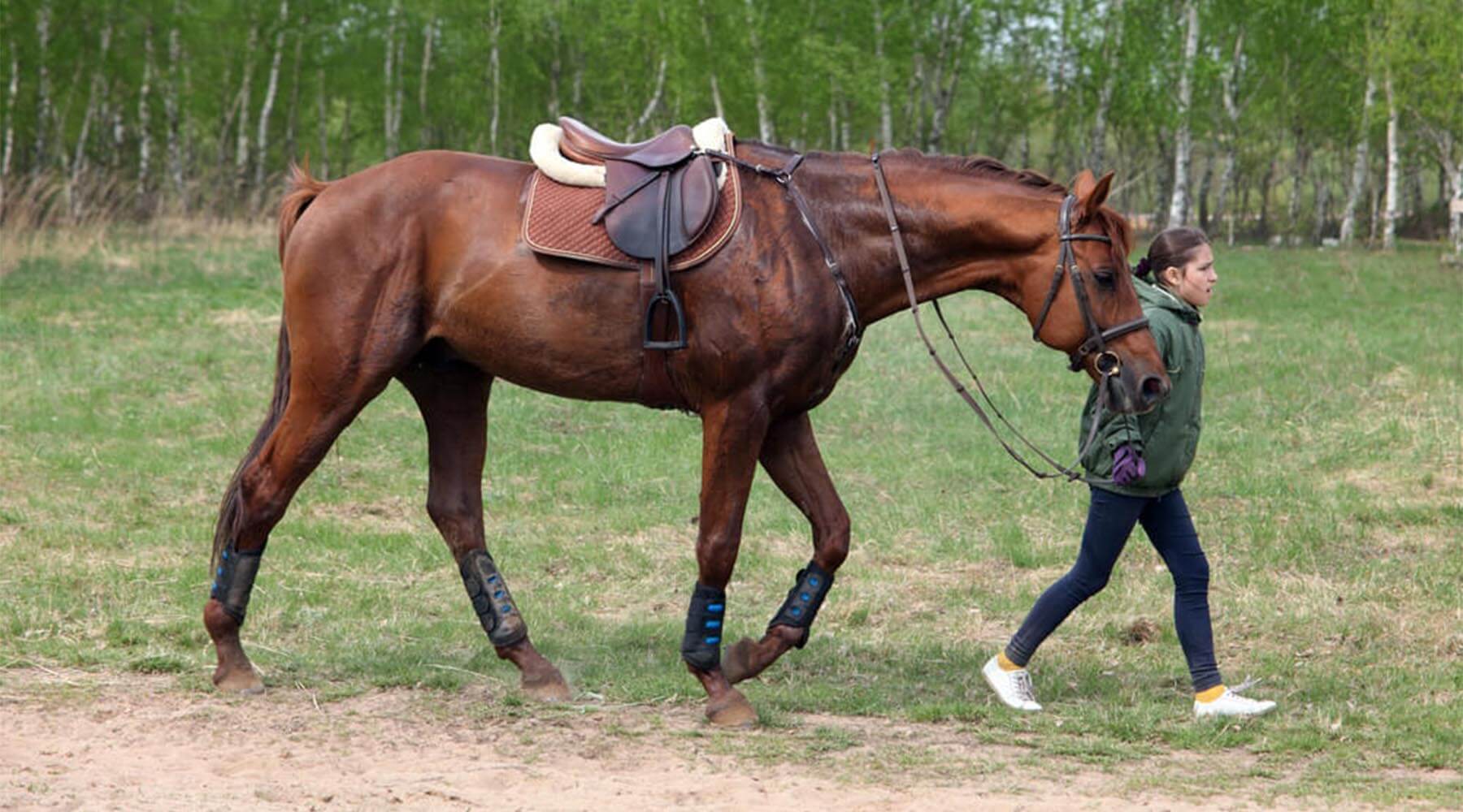 How To Tack Up A Horse: English Riding