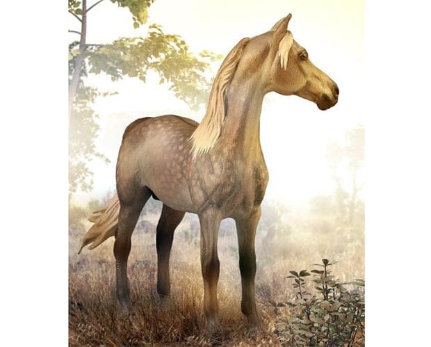 Breyer Morgan Stallion