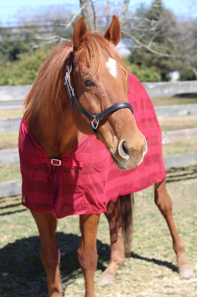 TuffRider Scrim Sheet - Breeches.com