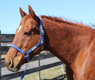 TuffRider Nylon Breakaway Halter & Lead Set - Breeches.com