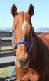 TuffRider Nylon Breakaway Halter & Lead Set - Breeches.com