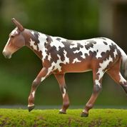 Breyer Buckeye - Breeches.com