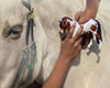 Breyer HOPE Horse of the Year - Breeches.com