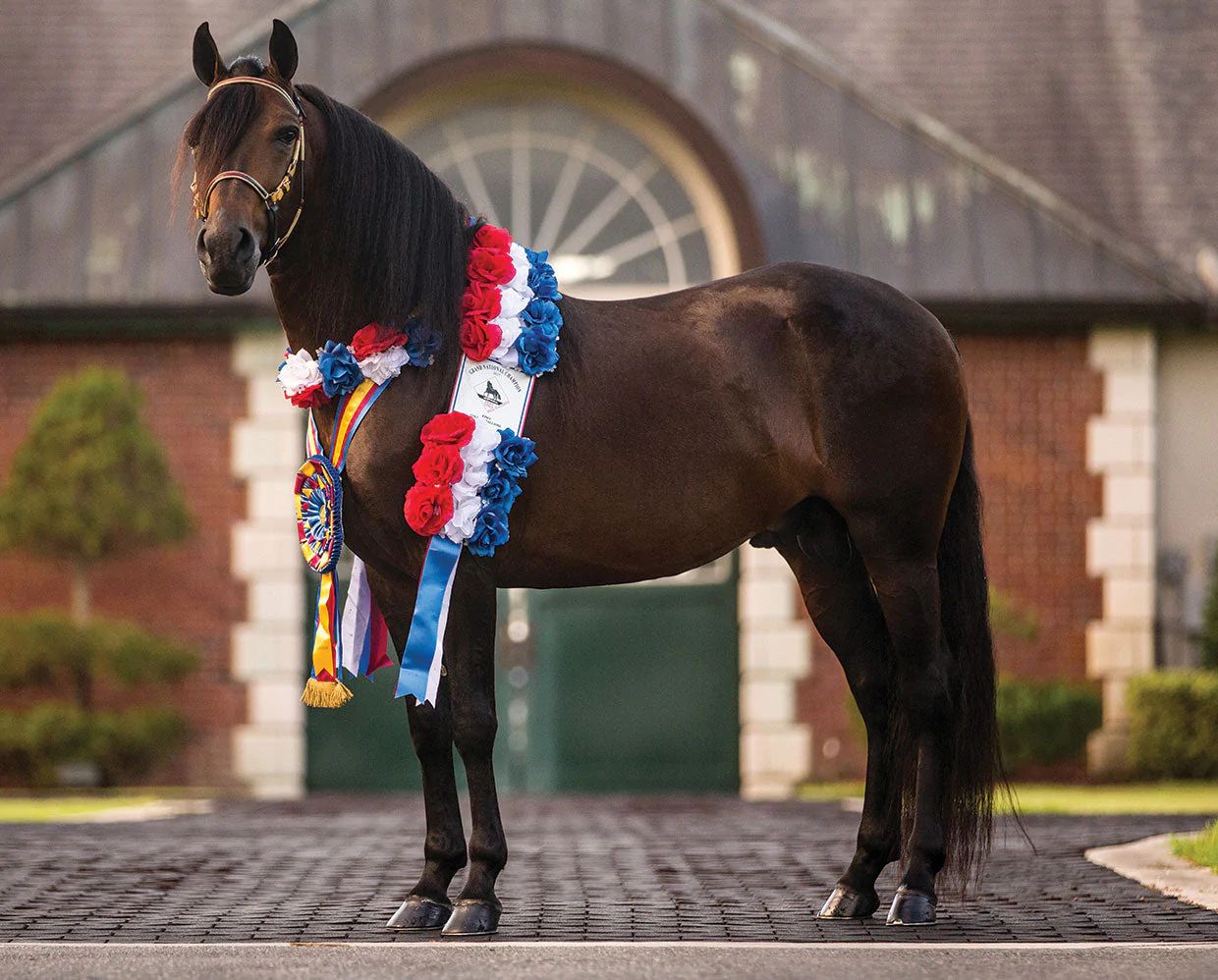 Breyer Vivaldi de Besilu Champion Paso Fino - Breeches.com