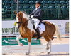 Breyer Adiah HP - Breeches.com