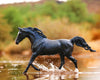 Breyer KB Omega Fahim - Breeches.com