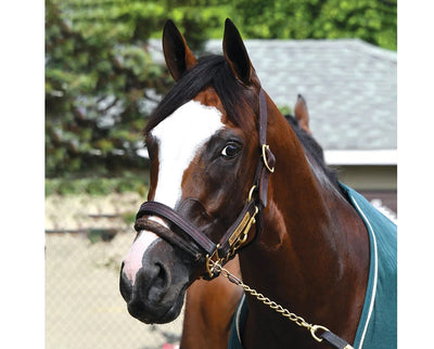 Breyer Tiz the Law - Breeches.com