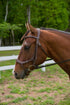 Henri de Rivel Pro Anatomical Bridle - Breeches.com