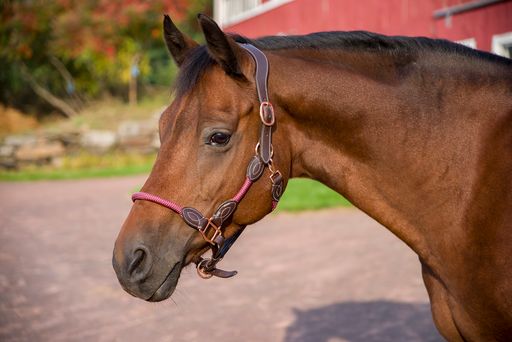 Henri de Rivel Leather Rope Halter - Breeches.com
